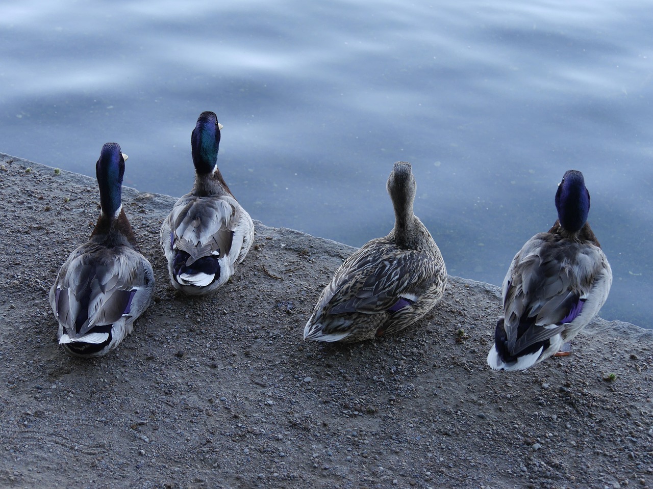 Six Years of Clever Duck
